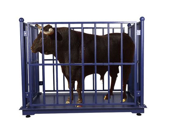 500kg Livestock Scales For Cattle