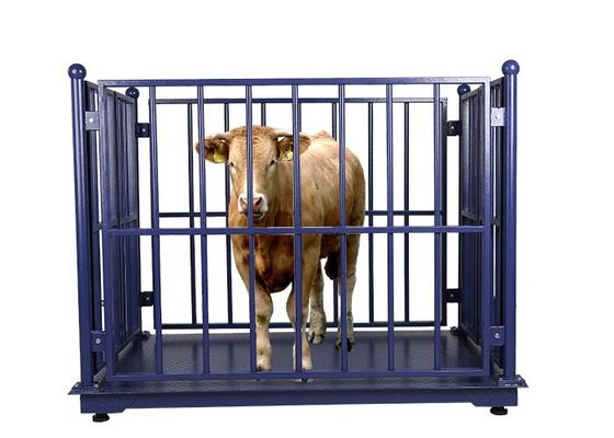 500kg Livestock Scales For Cattle